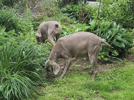 Weimaraner HOT SHOOT´S CHAOS HD-A - Koen Rosa billede 16