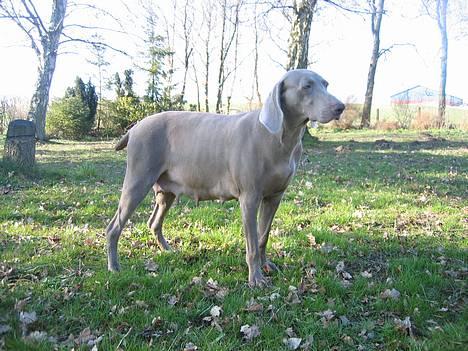 Weimaraner HOT SHOOT´S CHAOS HD-A - ER DET NØDVENDIGT AT SIDDE HER? billede 17