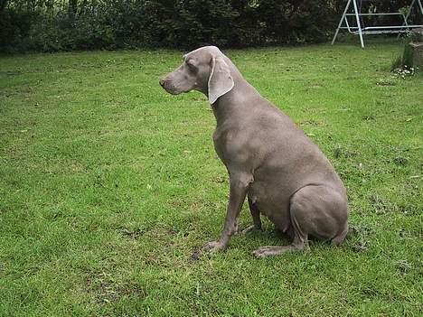 Weimaraner HOT SHOOT´S CHAOS HD-A - BARE YDMYG MIG MED AT TAGE BILLEDER IK? billede 18