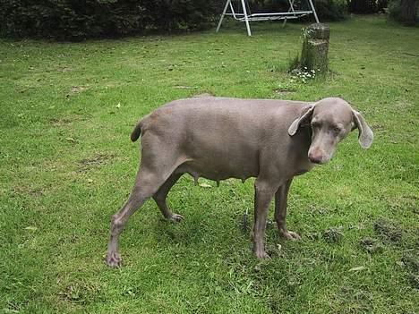 Weimaraner HOT SHOOT´S CHAOS HD-A - MORS HÆNGEBUGSVIN billede 19