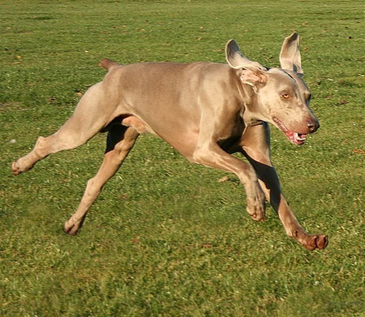 Weimaraner HOT SHOOT´S DITTO HD-A - Far til min kommende hvalp anno 2008 :o) KLBV2007 markpr Asleik HD-B -  billede 20