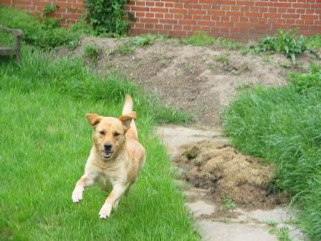 Labrador retriever Putte - Wweee det går stærkt billede 5