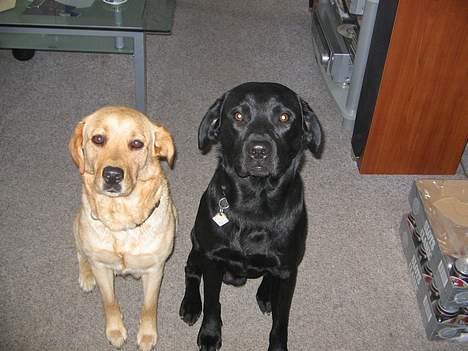 Labrador retriever Putte - Mig og min øøhh mand billede 6