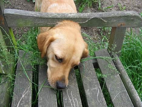 Labrador retriever Putte - jeg kan lige nå igennem billede 7