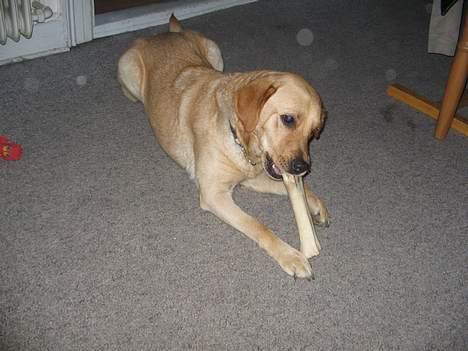 Labrador retriever Putte - Mit ben billede 8