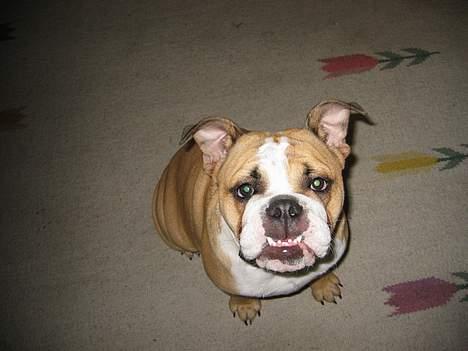 Engelsk bulldog Anna - se mine flotte tænder billede 12