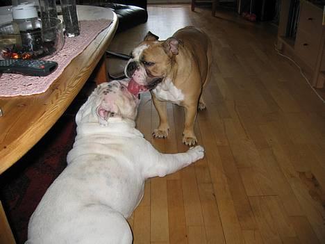 Engelsk bulldog Anna - du er så dejlig ludwig billede 13