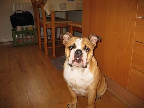 Engelsk bulldog Anna - jeg venter på mad billede 14