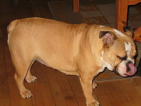 Engelsk bulldog Anna - det klør på næsen billede 15