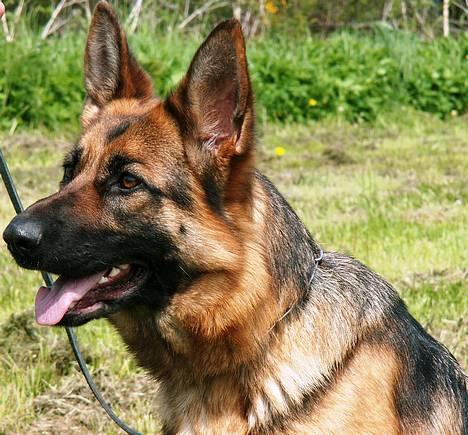 Schæferhund Slottet's Version Of Life - Smukkehunden.... billede 1