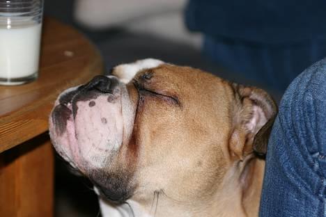 Engelsk bulldog Anna - nej jeg vill ikke se den... billede 16