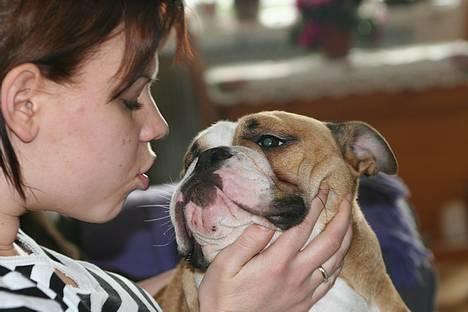 Engelsk bulldog Anna - giv mig et lille kys billede 17