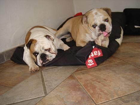 Engelsk bulldog Munthe - Hygge... hygge... hygge..... billede 15