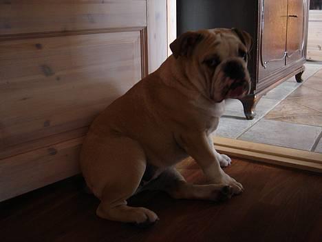 Engelsk bulldog Munthe - Jeg vil så gerne ud og gå nu... billede 16