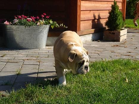 Engelsk bulldog Munthe - Munthe 3,5 mdr. gammel... billede 17