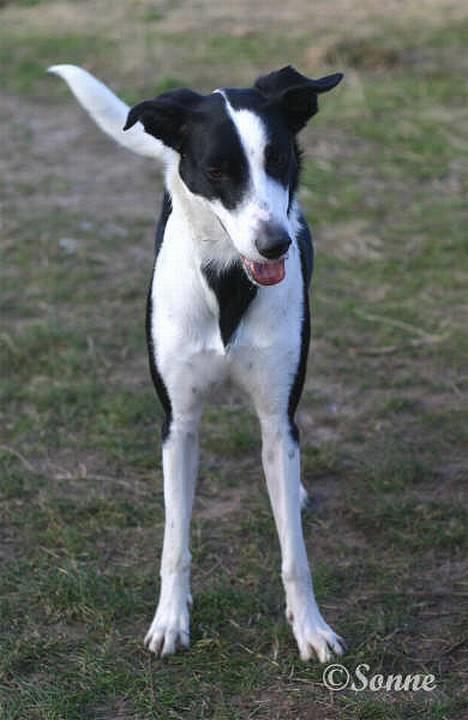 Blanding af racer Bella R.I.P. - Kirkendrup 10.02.2007 - Bella med flyveører... :0) billede 12