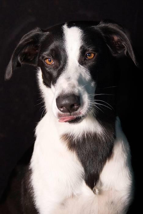 Blanding af racer Bella R.I.P. -  Tosafoto billede 13