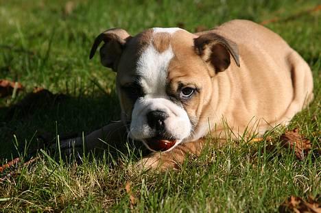 Engelsk bulldog Anna - kastanier er bare det aller go´este billede 18