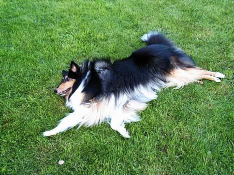 Collie langhåret Simba - sov sødt min skat! - BANG --- jeg er død :-) billede 2