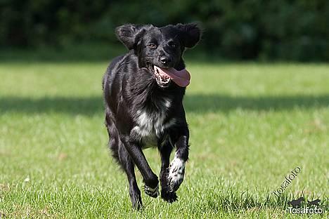 Blanding af racer Nemo billede 13