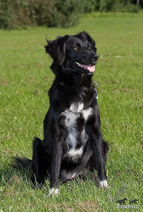 Blanding af racer Nemo billede 14