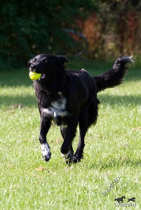 Blanding af racer Nemo billede 15