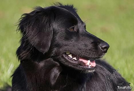 Blanding af racer Nemo - my littel angel! billede 16