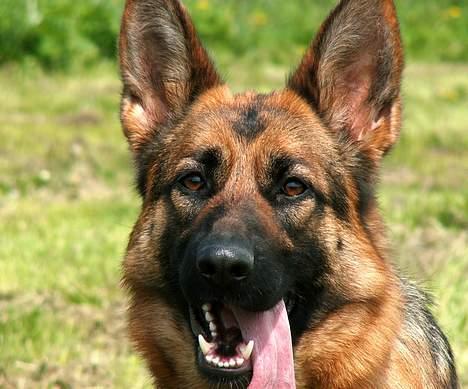 Schæferhund Slottet's Version Of Life - Sikke et ansigt .... billede 2