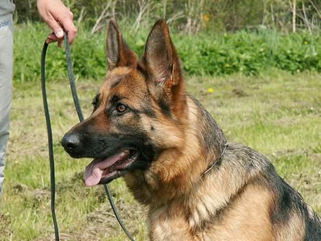 Schæferhund Slottet's Version Of Life billede 3