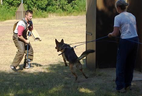 Schæferhund Slottet's Version Of Life - du er heldig jeg har snor på !!!!! billede 4