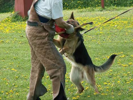 Schæferhund Slottet's Version Of Life - HAPS !!! billede 5
