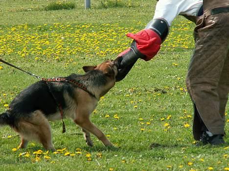 Schæferhund Slottet's Version Of Life - Der fik jeg dig !! billede 6
