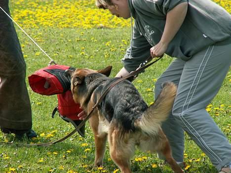 Schæferhund Slottet's Version Of Life - Dygtig Hund billede 7