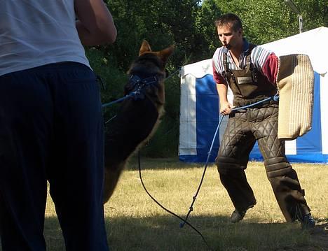 Schæferhund Slottet's Version Of Life billede 8