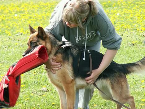 Schæferhund Slottet's Version Of Life - så nyder vi det lige billede 9
