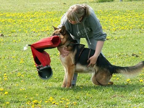 Schæferhund Slottet's Version Of Life - Det her er livet billede 10