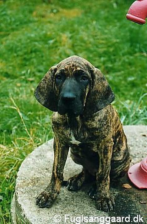 Fila brasileiro Garbosa De Los Tres Naran - Garbosa De Los Tres Naranjos billede 1