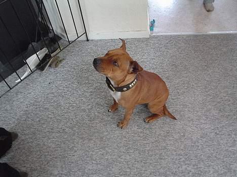 Staffordshire bull terrier (engelsk)Ginger <3 <3 <3 R.I.P <3 <3 <3 billede 2