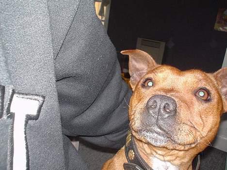 Staffordshire bull terrier (engelsk)Ginger <3 <3 <3 R.I.P <3 <3 <3 - er jeg ikke bare dejlig??? billede 3