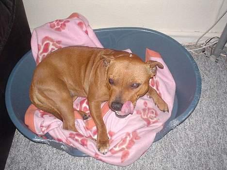 Staffordshire bull terrier (engelsk)Ginger <3 <3 <3 R.I.P <3 <3 <3 billede 4