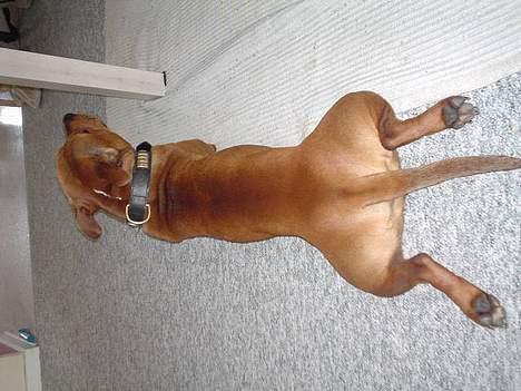 Staffordshire bull terrier (engelsk)Ginger <3 <3 <3 R.I.P <3 <3 <3 - jeg ligger lige og strækker ud... billede 5