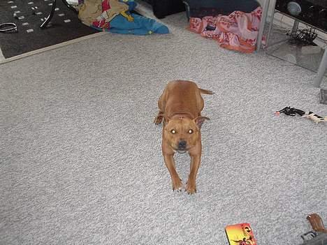 Staffordshire bull terrier (engelsk)Ginger <3 <3 <3 R.I.P <3 <3 <3 billede 6