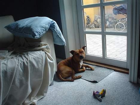 Staffordshire bull terrier (engelsk)Ginger <3 <3 <3 R.I.P <3 <3 <3 billede 7