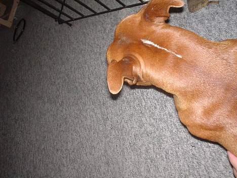 Staffordshire bull terrier (engelsk)Ginger <3 <3 <3 R.I.P <3 <3 <3 billede 8