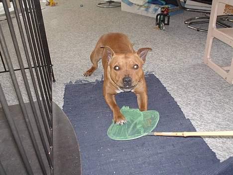 Staffordshire bull terrier (engelsk)Ginger <3 <3 <3 R.I.P <3 <3 <3 billede 9