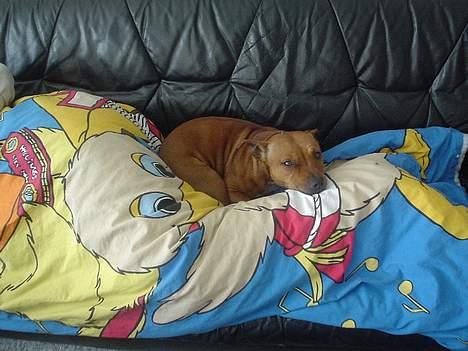 Staffordshire bull terrier (engelsk)Ginger <3 <3 <3 R.I.P <3 <3 <3 billede 10