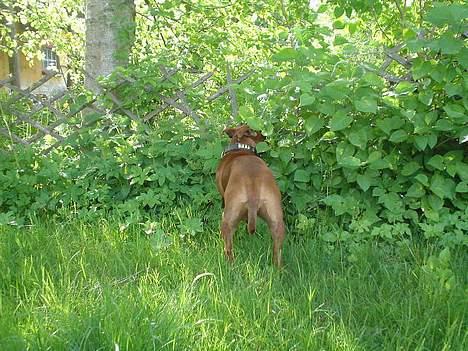 Staffordshire bull terrier (engelsk)Ginger <3 <3 <3 R.I.P <3 <3 <3 - står lige og holder øje med naboen... billede 11