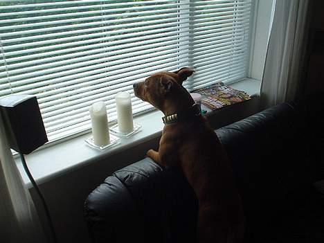 Staffordshire bull terrier (engelsk)Ginger <3 <3 <3 R.I.P <3 <3 <3 - øøhhhh hvornår mon der kommer nogen.. billede 12