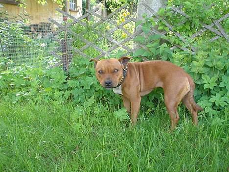 Staffordshire bull terrier (engelsk)Ginger <3 <3 <3 R.I.P <3 <3 <3 billede 13