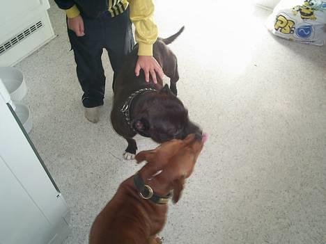 Staffordshire bull terrier (engelsk)Ginger <3 <3 <3 R.I.P <3 <3 <3 - det et så de to turtelduer.. billede 14